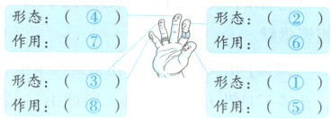 形态形态作用作用5