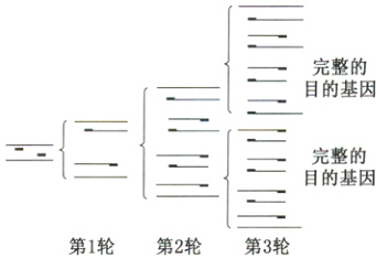 第1轮第2轮第3轮