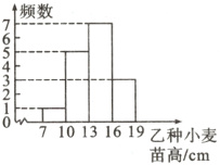 710131619乙种小麦苗高cm
