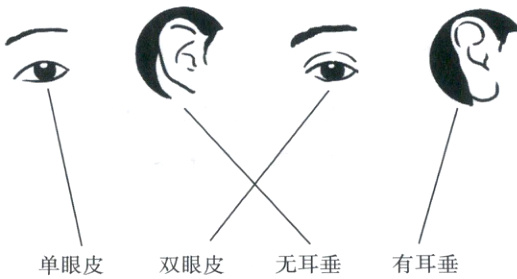 无耳垂有耳垂双眼皮单眼皮
