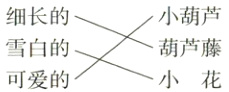 雪白的葫芦藤小花可爱的