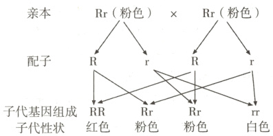 子代基因组成RRRrRrrr白色红色粉色粉色子代性状