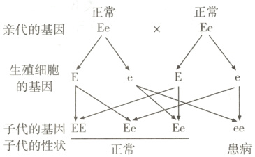 EeEe子代的基因EEee子代的性状患病正常