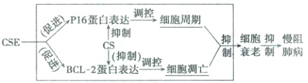 抑细胞抑慢阻CSEBCL2控绷胞凋衰老制肺病