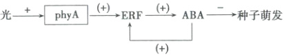 ERFABA种子萌发光phyA
