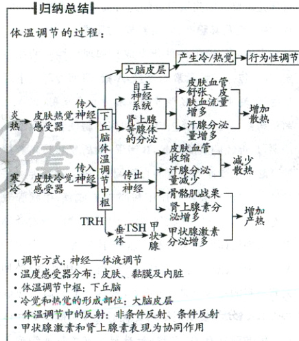 冷觉和热觉的形成部位大脑皮层体温调节中的反射非条件反射条件反射甲状腺激素和肾上腺素表现为协同作用