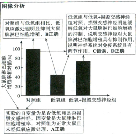 实验的自变量为是否低氧和是否损毁交感神经因变量是大鼠脾淋巴细胞增殖率对照组为正常大鼠且未经低氧应激处理A正确