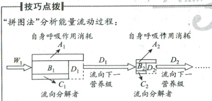 流向下一营养级营养级流向分解者流向分解者