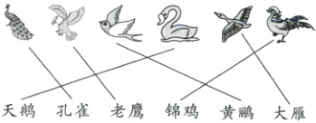 天鹅孔雀老鹰锦鸡黄鹂大雁