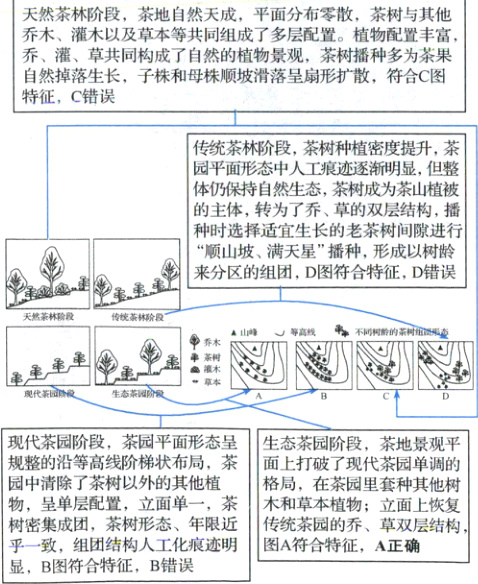 树密集成团茶树形态年限近传统茶园的乔草双层结构乎一致组团结构人工化痕迹明图A符合特征A正确显B图符合特征B错误