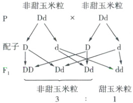 F1非甜玉米粒甜玉米粒