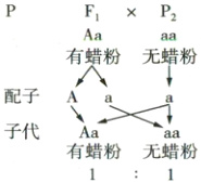 子代Aa有蜡粉无蜡粉1