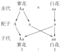 子代Aa紫花白花