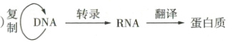 DA转录翻译5制蛋白质RNA