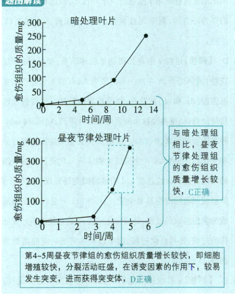 增殖较快分裂活动旺盛在诱变因素的作用下较易发生突变进而获得突变体1D正确FAA
