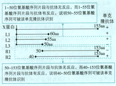 50153位氨基酸列隆抗体识别一