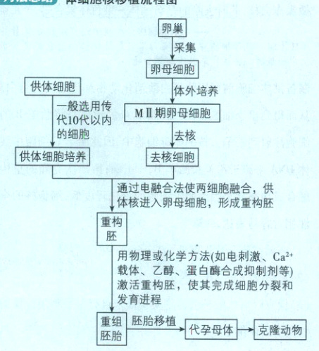 发育进程胚胎移植代孕母体克隆动物