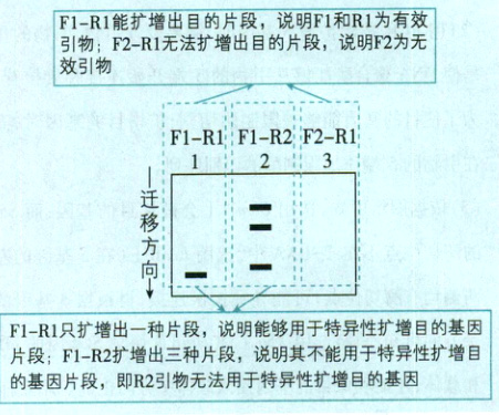 的基因片段即R2引物无法用于特异性扩增目的基因