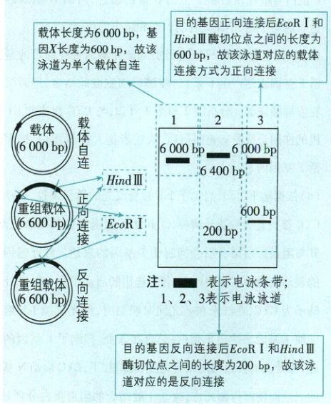 酶切位点之间的长度为200道对应的是反向连接