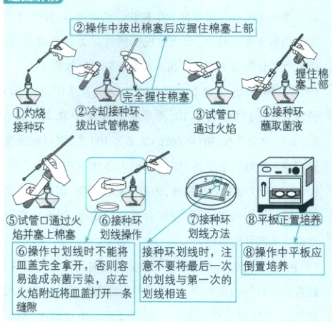 易造成杂菌污染应在的划线与第一次的火焰附近将皿盖打开一条划线相连缝隙