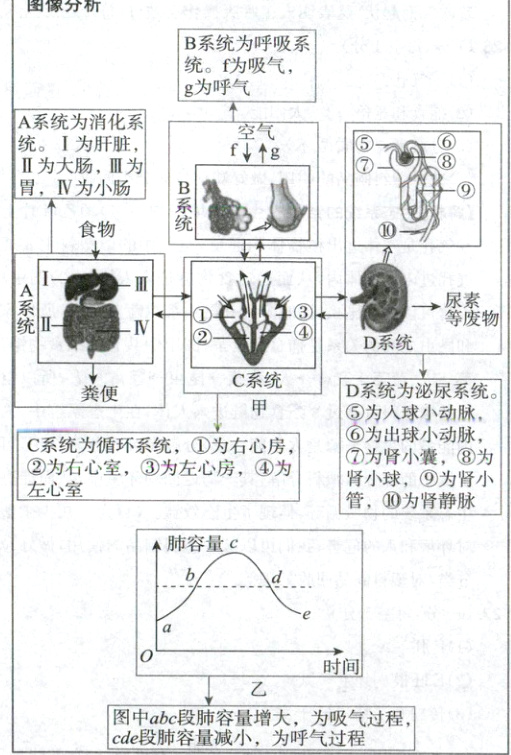 图中abc段肺容量增大为吸气过程cde段肺容量减小为呼气过程