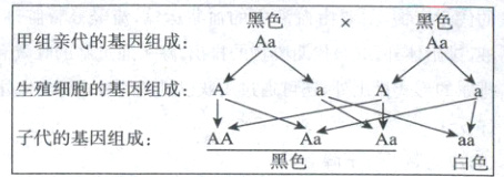 子代e的基因组成AAAaAaaa黑色白色