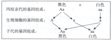 子代的基因组成Aaaa黑色白色