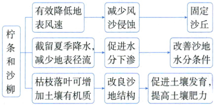 枯枝落叶可增改良沙促进土壤发育加土壤有机质地结构提高土壤肥力