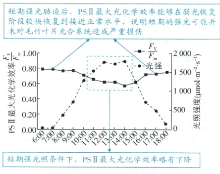 短期强光照条件下PSII最大光化学效率略有下降
