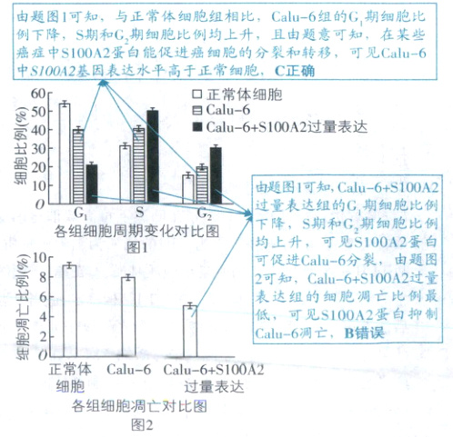 过量表达细胞各组细胞凋亡对比图图2