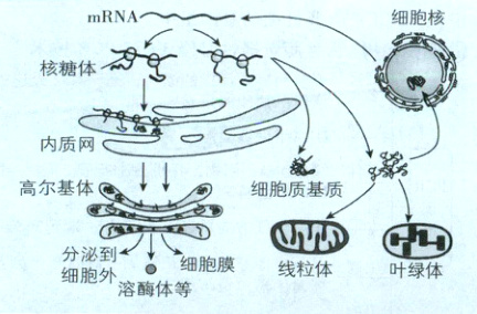 CH叶绿体线粒体溶酶体等