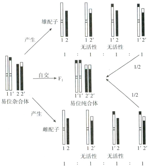 12121212无活性无活性