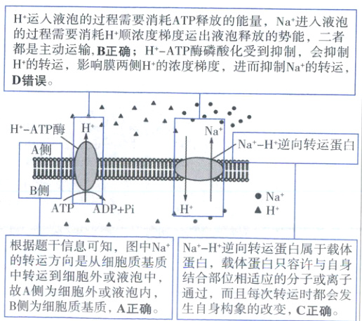 中转运到细胞外或液泡中结合部位相适应的分子或离子故A侧为细胞外或液泡内通过B侧为细胞质基质A正确生自身构象的改变C正确