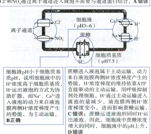 C错误蔗糠运进液泡的同时H运的势能为主动运输出液泡因此细胞液中蔗糖浓度B正确增大的同时细胞液中的pH上升D错误