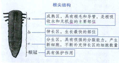 根冠具有保护作用
