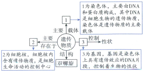 2为细胞核细胞核内结构3为基因基因是染色体上具有传效应的DNA片全有物控制匙细胞双螺旋