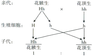 子代Hh花腋生花顶生