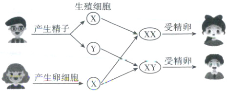 受精卵XY产生卵细胞