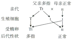 受精卵Tt后代性状多指正常
