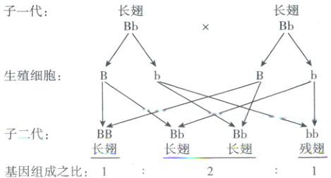 子二代bbBBBbBb残翅长翅长翅长翅基因组成之比1