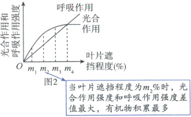 当叶片遮挡程度为m时光合作用强度和呼吸作用强度差值最大有机物积累最多