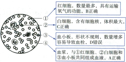 血浆与红细胞白细胞和血小板共同组成血液A正确