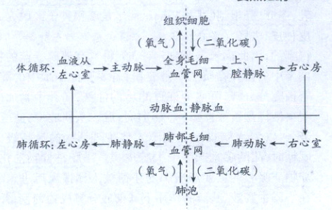氧气二氧4化碳肺泡