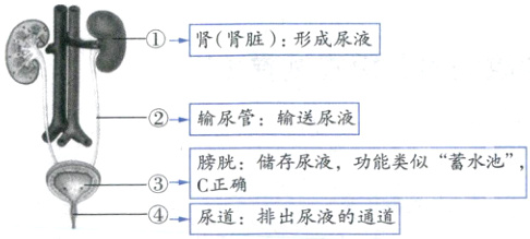 C正确D尿道排出尿液的通道