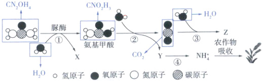 吸收COYNH氢原子氧原子O氮原子碳原子HO