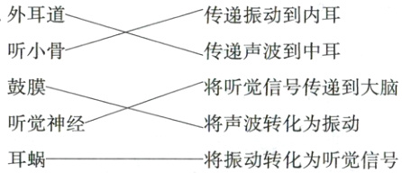 听觉神经将声波转化为振动耳蜗将振动转化为听觉信号