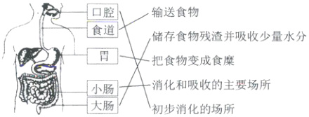 消化和吸收的主要场所初步消化的场所