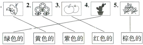 绿色的黄色的紫色的红色的棕色的