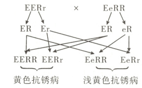 EERREERrEeRREeRr黄色抗锈病浅黄色抗锈病