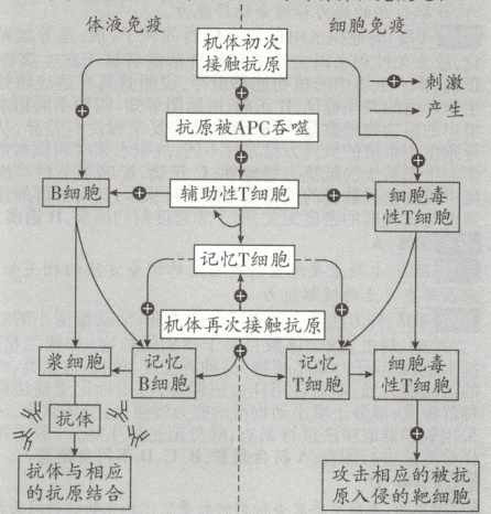 承去相应的找抗体与相应的抗原结合